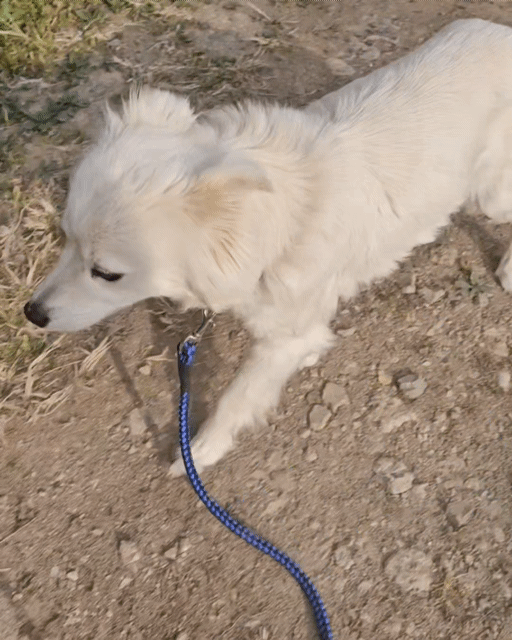 입양홍보) 사람을 넘넘 좋아하는 가나디🐶 | 인스티즈