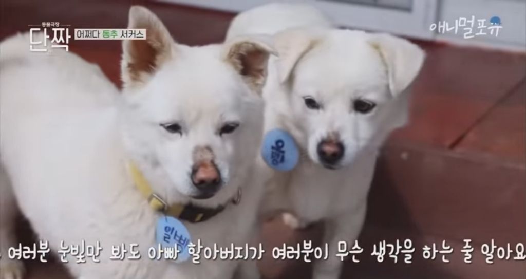 겁나 재밌게 사는 할아버지와 냥댕이들ㅋㅋㅋ.gif | 인스티즈