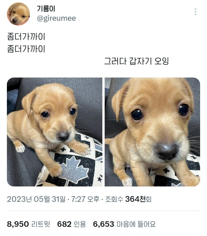 요즘 트위터에서 핫한 갱얼쥐 기름이 | 인스티즈