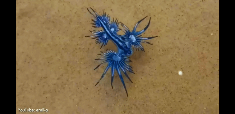 암만봐도 이세상 비주얼은 아닌 '블루드래곤' | 인스티즈