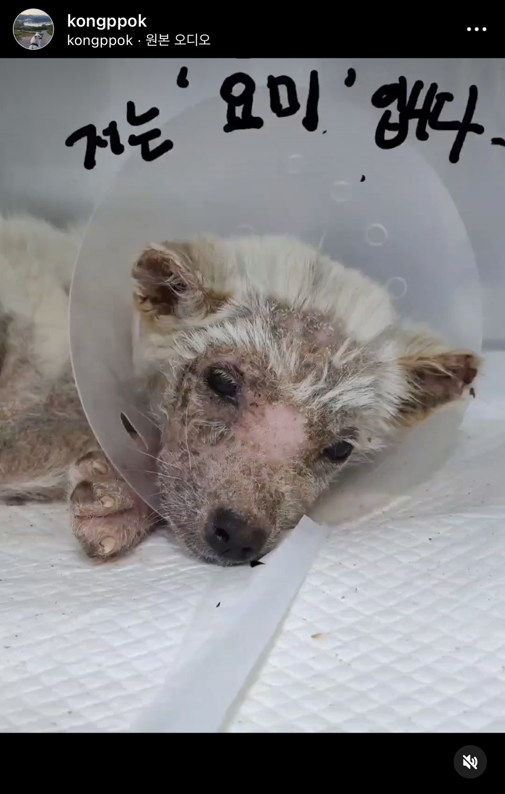 기적에 기적이 이어진 강아지 요미의 이야기 | 인스티즈