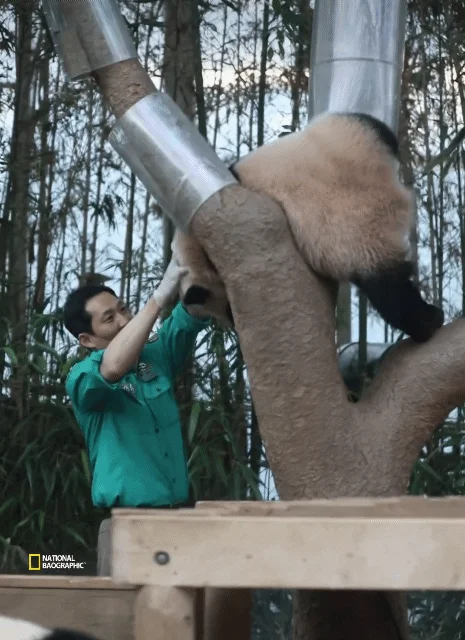 후이바오🐼 킹받게 놀리는 송바오 | 인스티즈