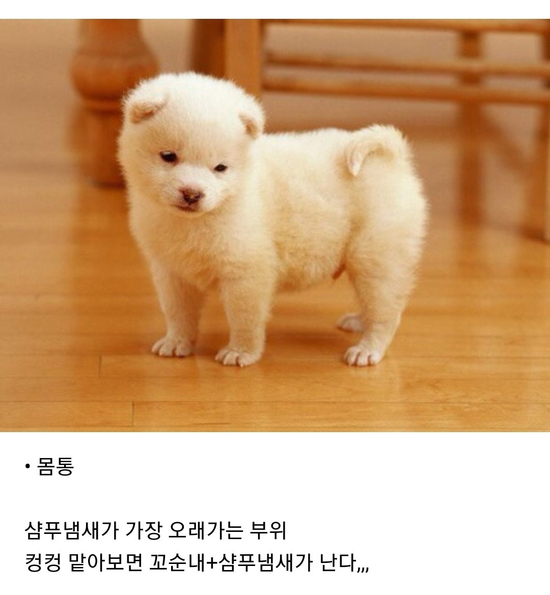 강아지 부위별 냄새 특징(주관적 주의) | 인스티즈