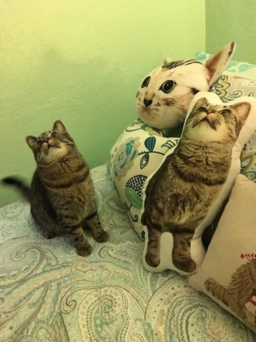 토요일의 고양이를 좋아하세요? | 인스티즈