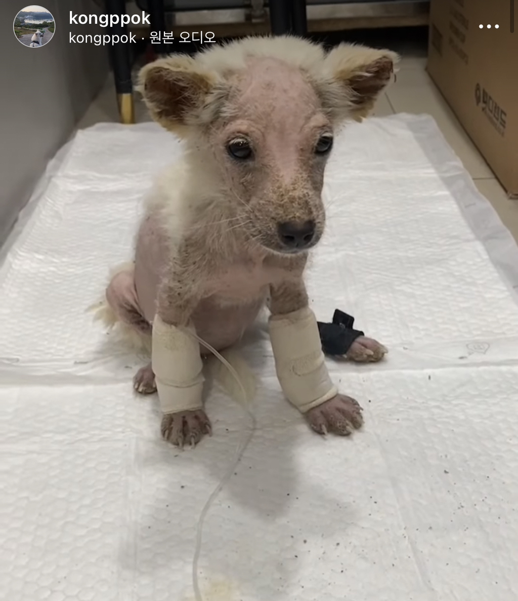 기적에 기적이 이어진 강아지 요미의 이야기 | 인스티즈