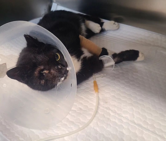 성폭행 당한 고양이 깜지 근황 | 인스티즈