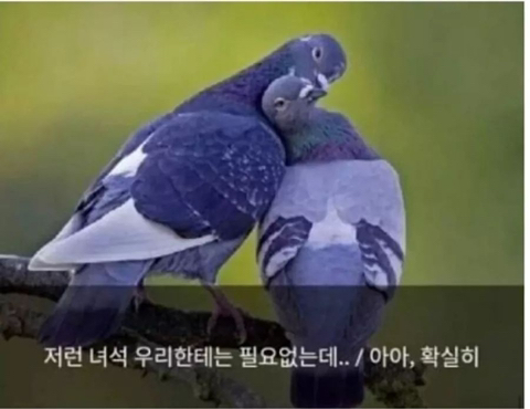 타라 이미지