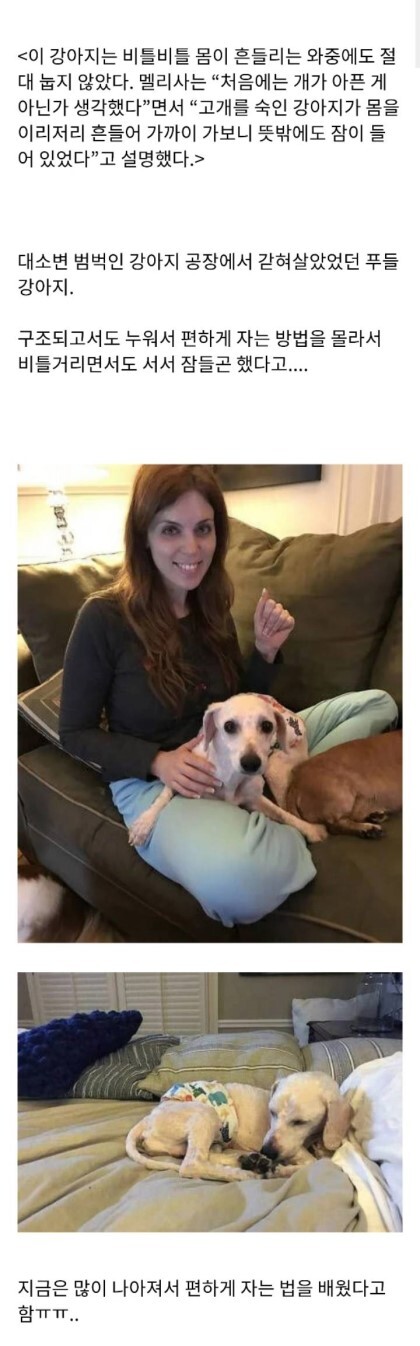 사람에게 학대받은 강아지가 자는 모습 | 인스티즈