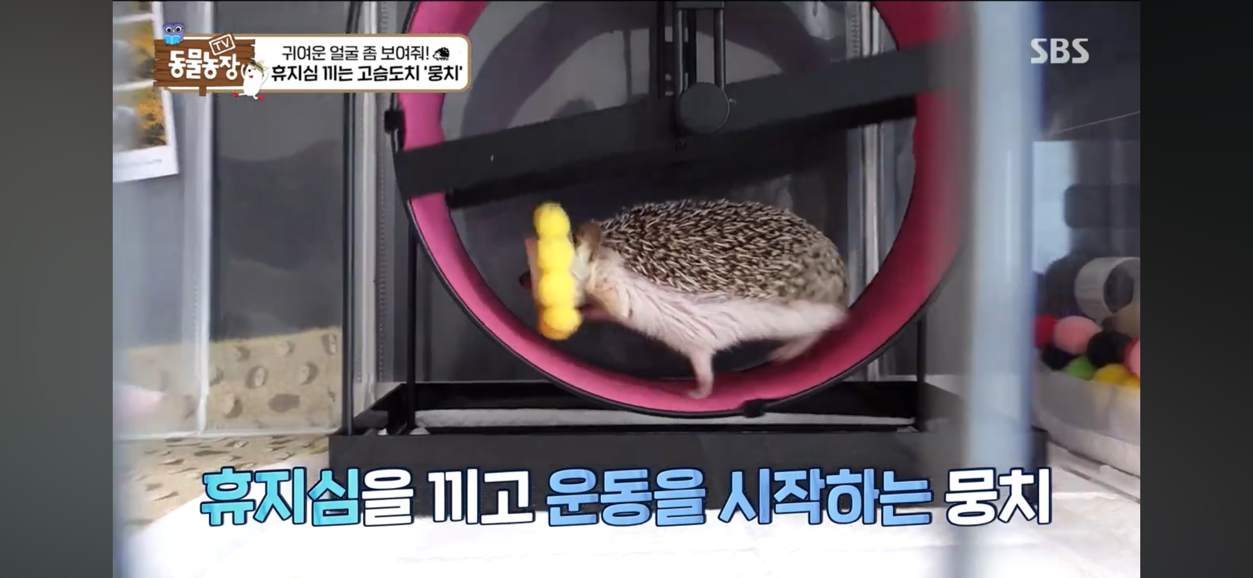 따봉고슴도치 휴지심 좋아도치 | 인스티즈