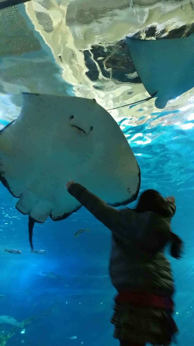 가오리 어이없는 달글 | 인스티즈