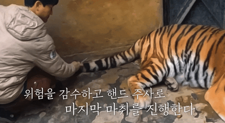 호랑이 내성 발톱 치료를 위해 목숨까지 거는 수의사 | 인스티즈
