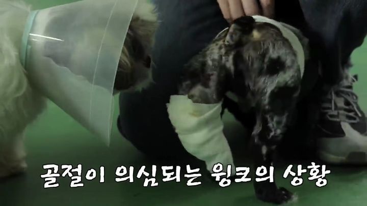 교통사고난 유기견 입양한 설채현 수의사 그리고 윙크 근황😉 | 인스티즈