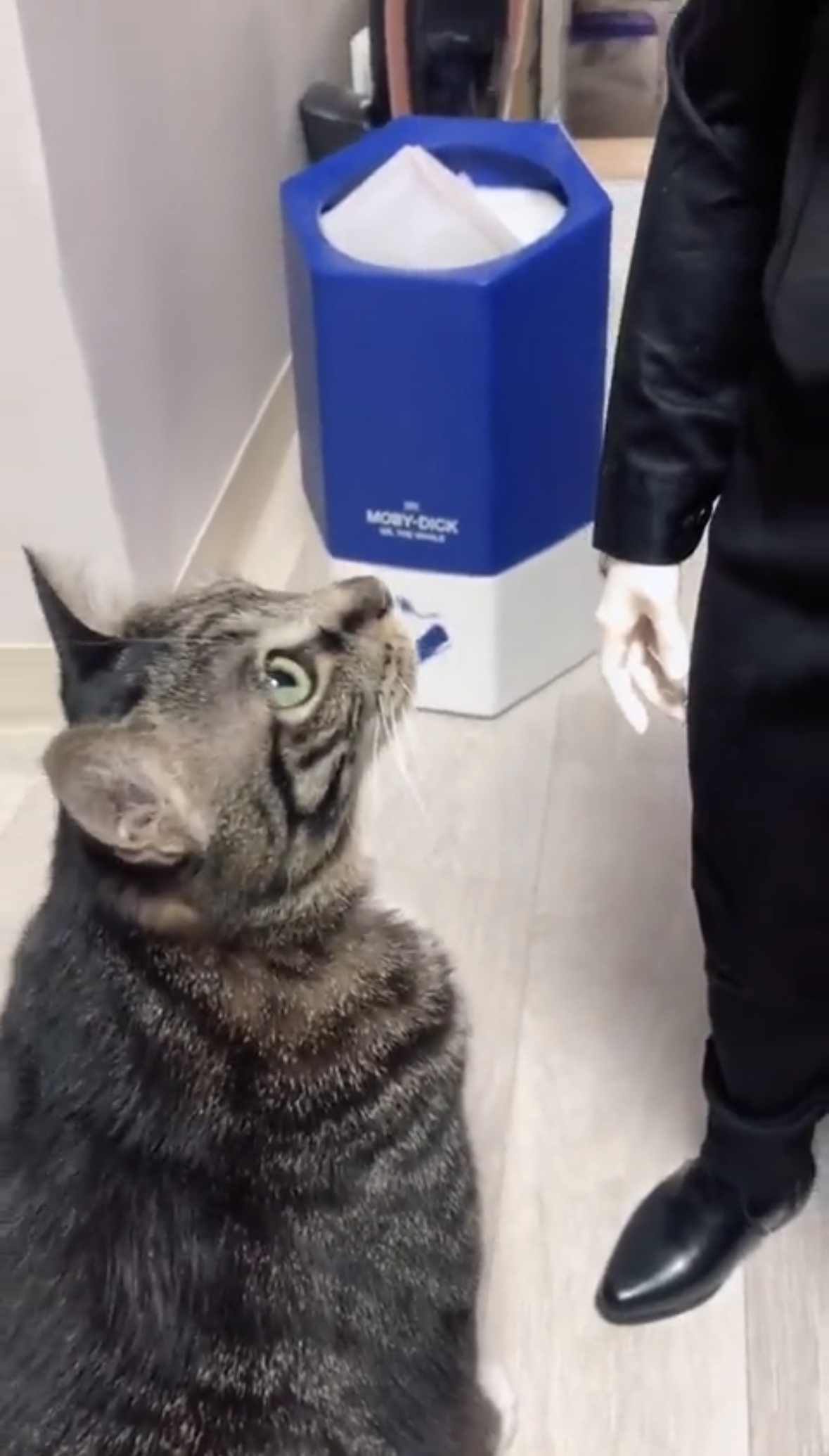 누가 우리집 바보고양이한테 걔는 엄청 큰 인형이라 아무리 졸라도 쓰다듬어주지 않는다고 좀 알려줘라.twt | 인스티즈