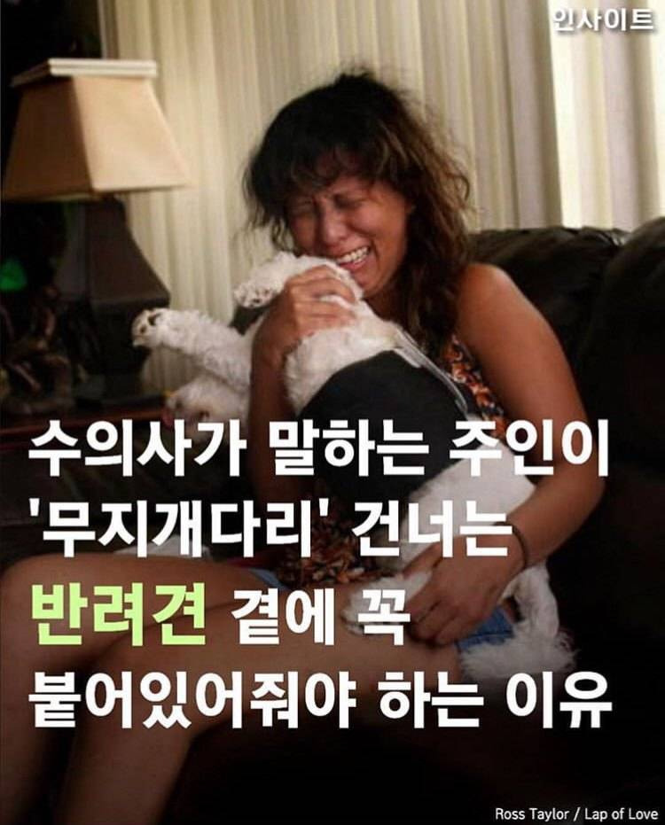 수의사가 말하는, 주인이 '무지개다리' 건너는 반려견 곁에 꼭 붙어있어줘야 하는 이유 | 인스티즈