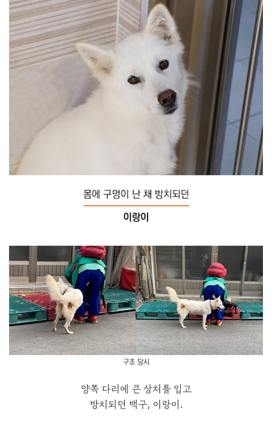 몸에 구멍난채로 끌려다니던 백구, | 인스티즈