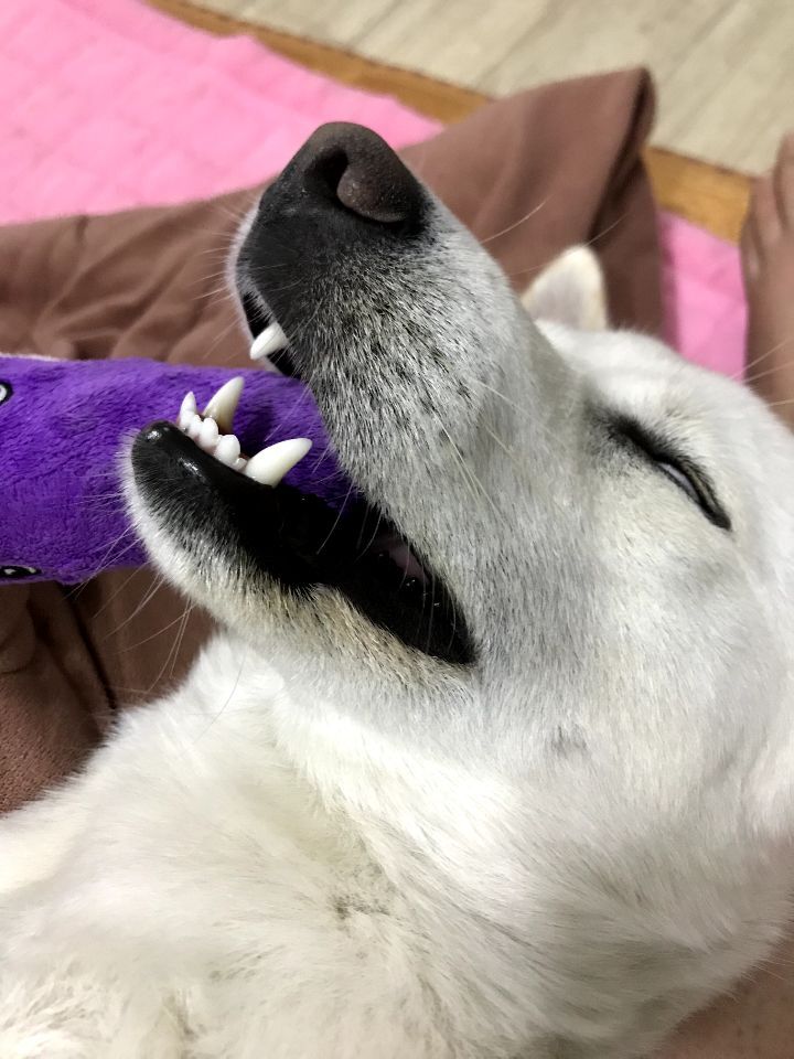 우리집 개 자는거 보실분? | 인스티즈