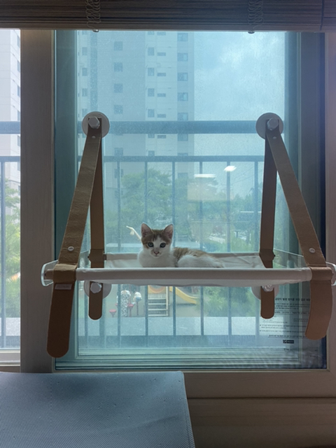 냥줍한지 한달 된 우리 고양이 보고가~!~! | 인스티즈