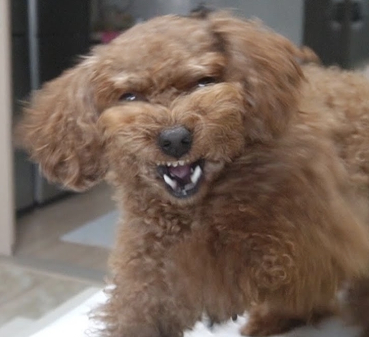 처키 VS 말티 & 푸들 - 누가 이길까? | 인스티즈