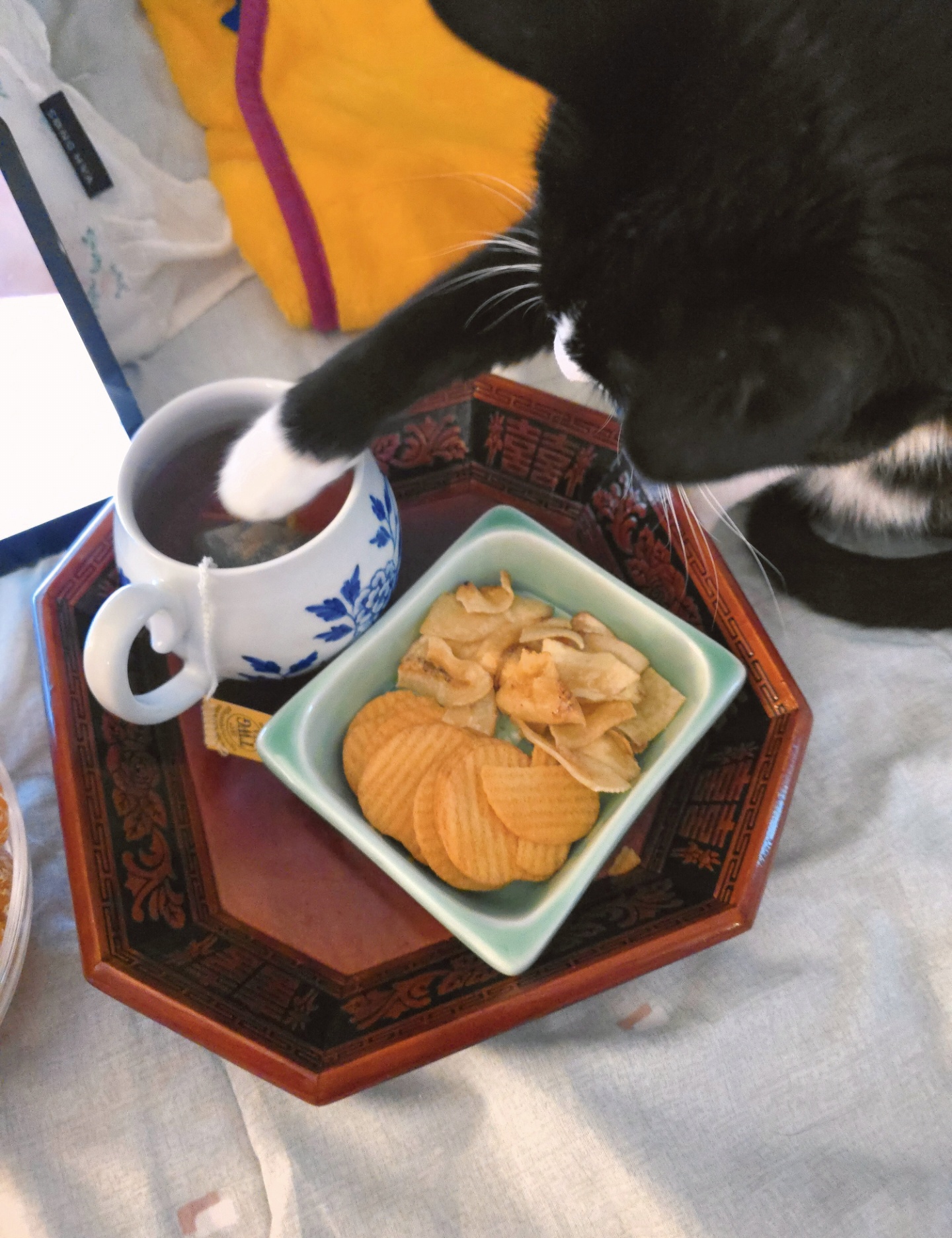 안주 뽏이는 고양이 어떤데 ㅋ 5나탄 ㅋ | 인스티즈