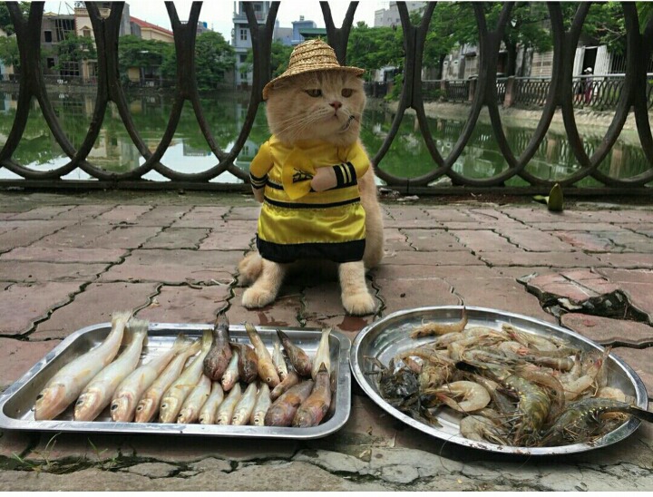 고양이와 생선 | 인스티즈