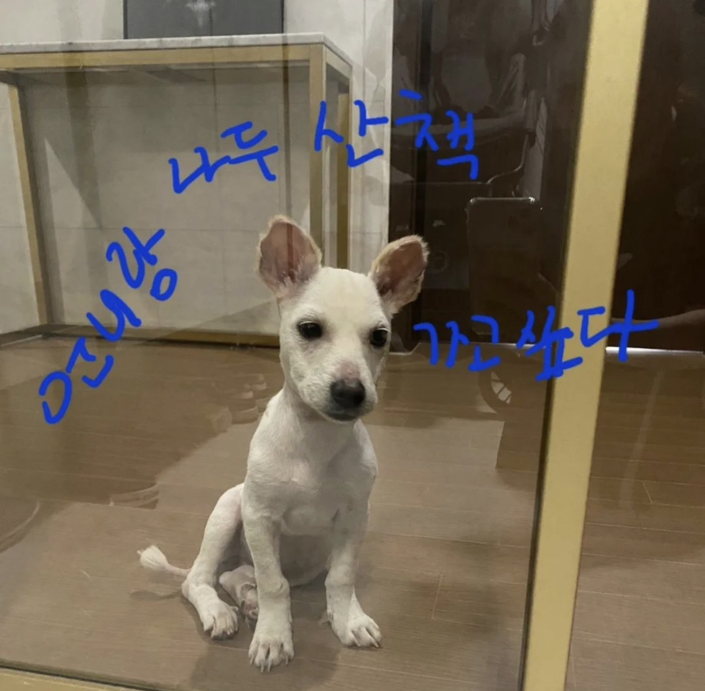 기적에 기적이 이어진 강아지 요미의 이야기 | 인스티즈