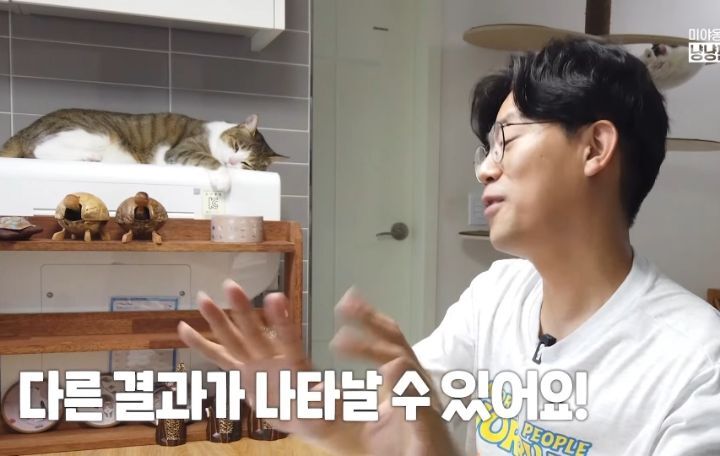 고양이 벽짚 챌린지는 진짜 지능과 관련 있을까? | 인스티즈