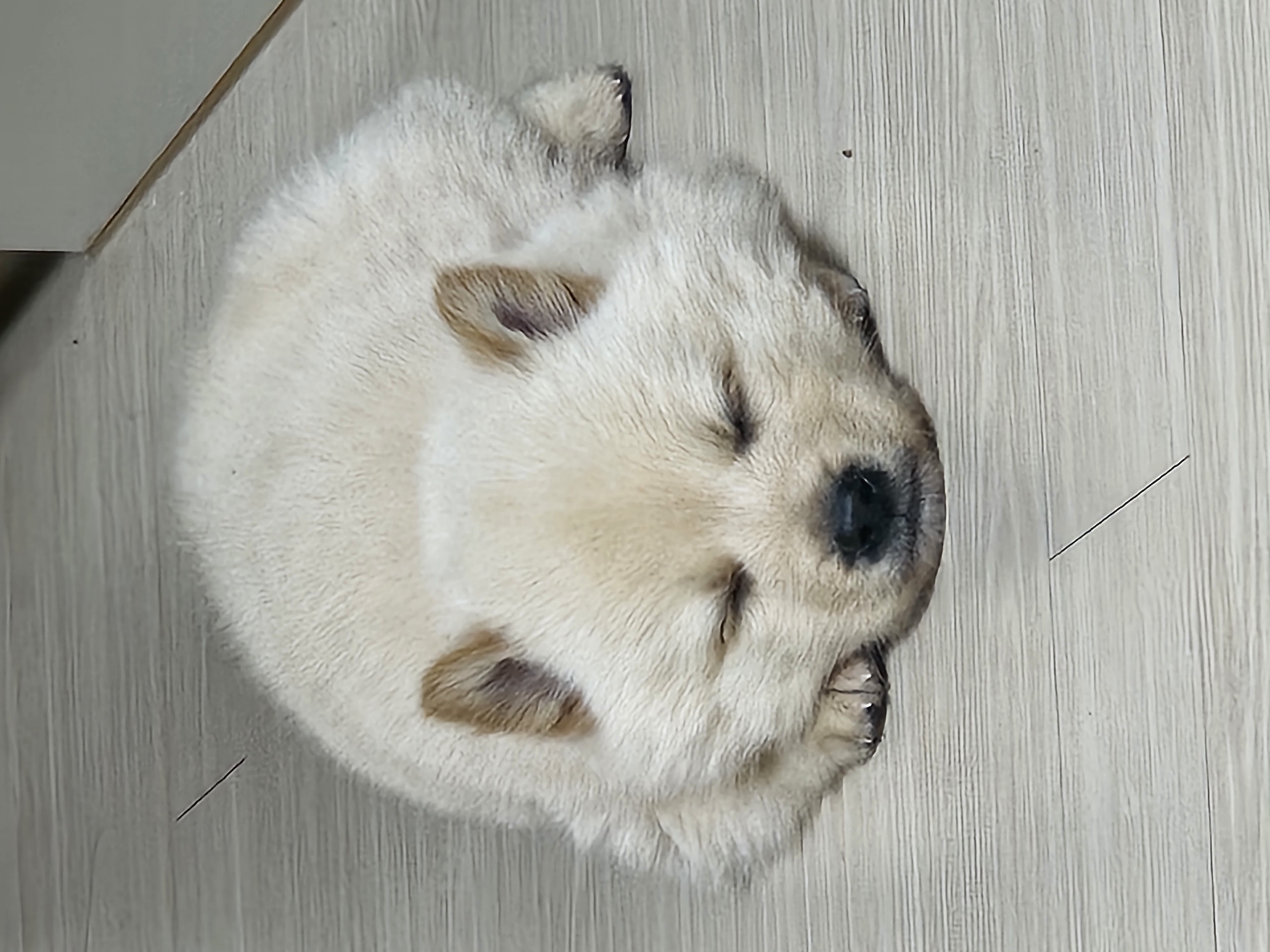 우리집 댕댕이 자랑 한번 해도 될까용? | 인스티즈