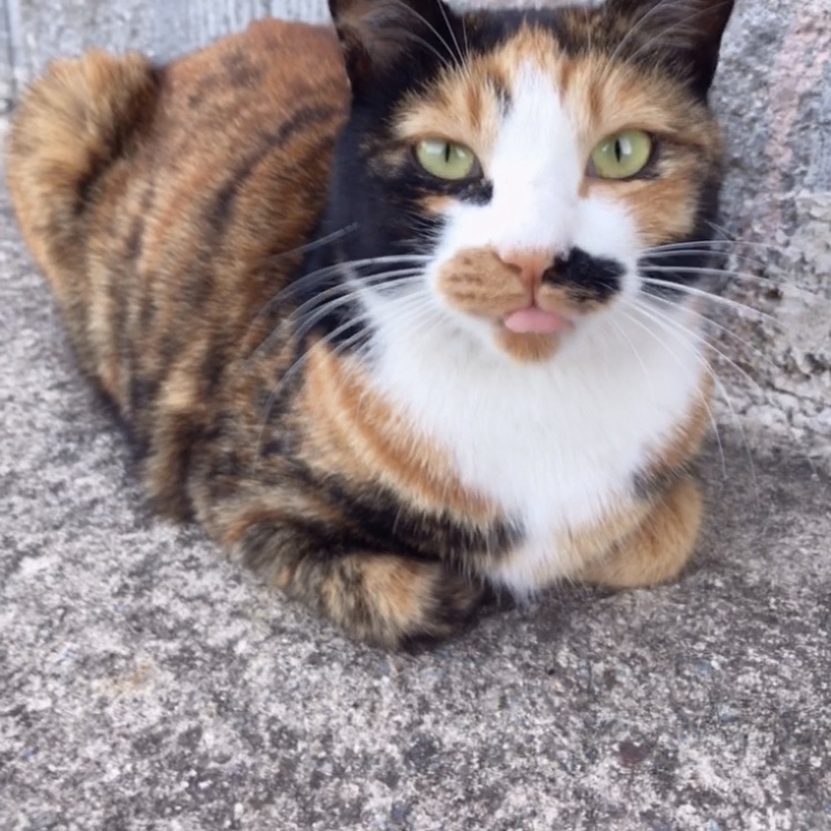 나 약간 피리부는 사나이...?🐈🐈🐈 | 인스티즈