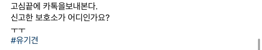 기적에 기적이 이어진 강아지 요미의 이야기 | 인스티즈