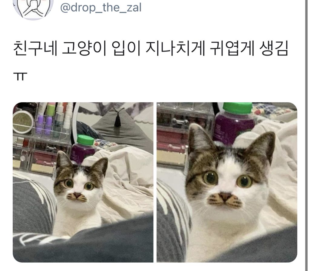 친구네 고양이 입이 지나치게 귀엽게 생김 | 인스티즈