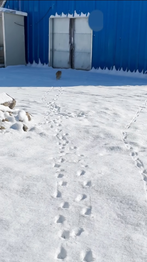 [hahaha] 뚱땅이 걸음걸이가 정말 특이하다는걸 한눈에 알아볼수있는 짤🐾 | 인스티즈