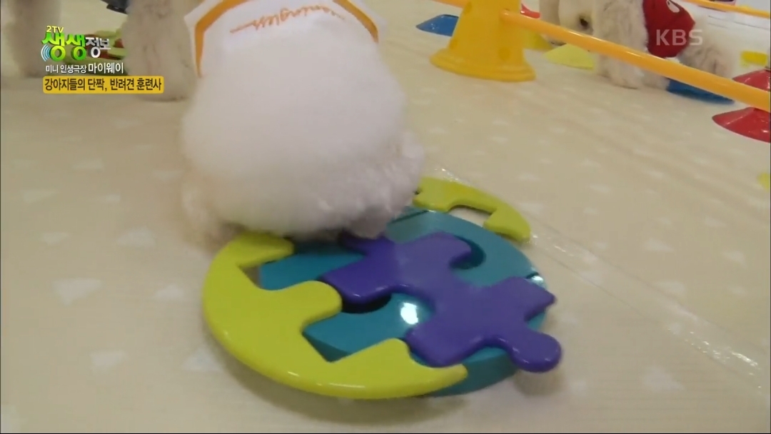 강아지 유치원.jpg | 인스티즈