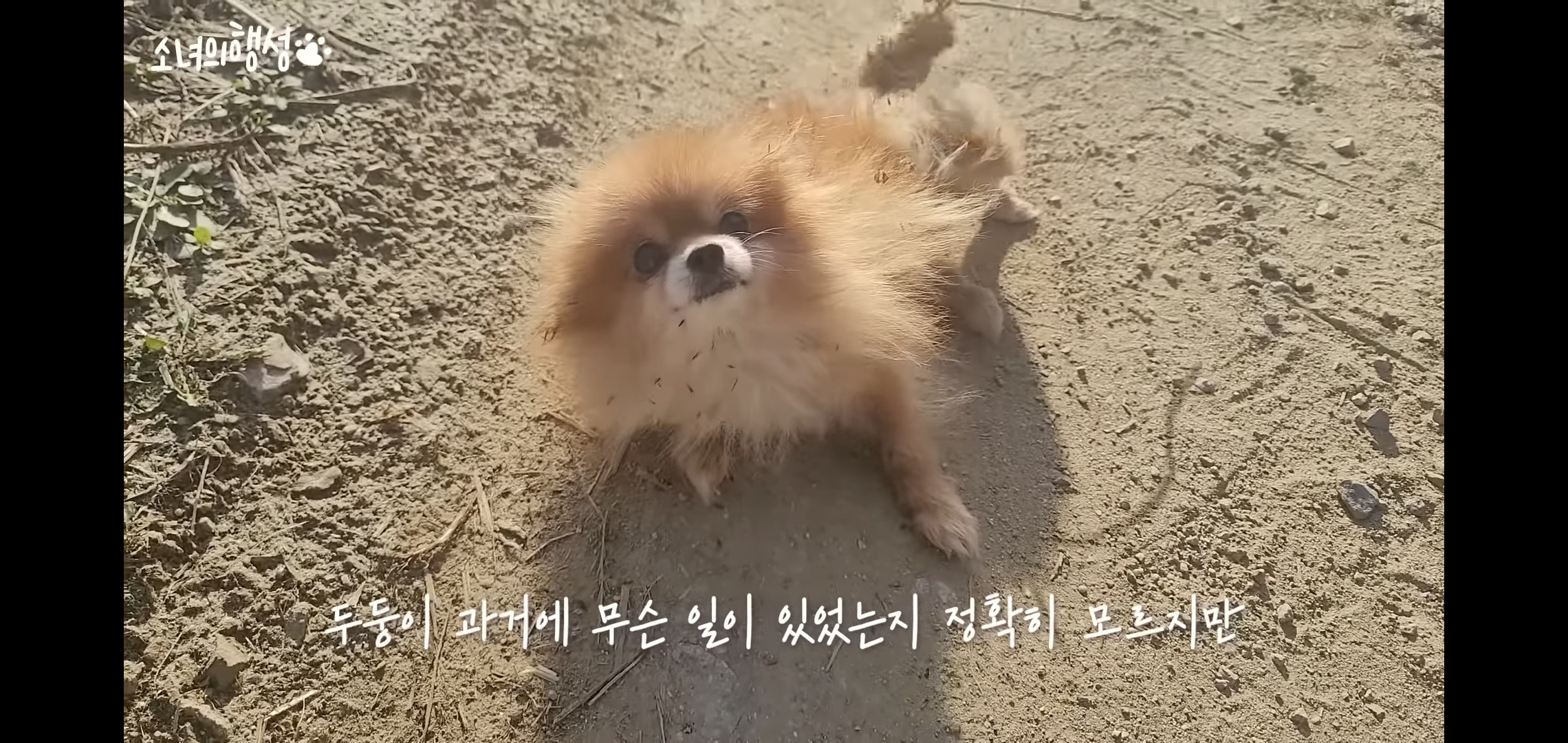 번식장에서 강아지 구조 후 치료했더니 절도죄로 고소당한 유튜버.jpg | 인스티즈