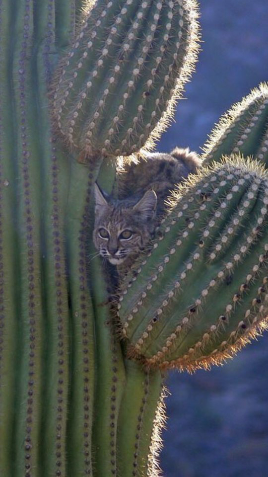 사막에 사는 고양이는 위험하면 선인장 꼭대기로 올라감 | 인스티즈