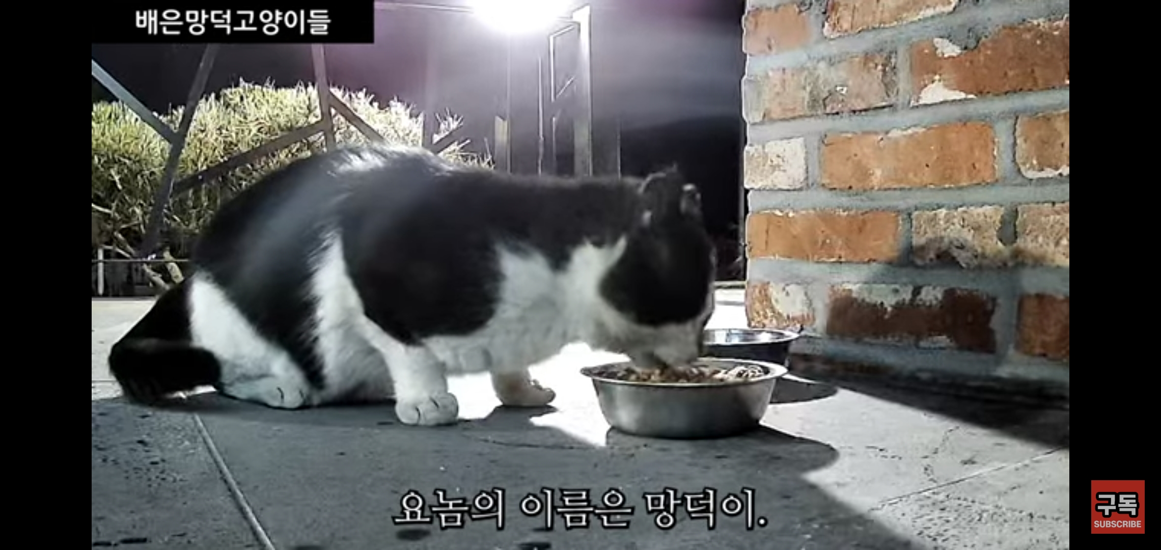 집 마당에 고양이가 나타나는 족족 다 잡아버리는 유튜버..jpg | 인스티즈