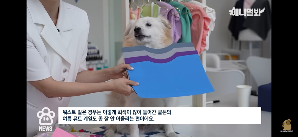 퍼스널컬러 진단 받는 댕댕이들 | 인스티즈