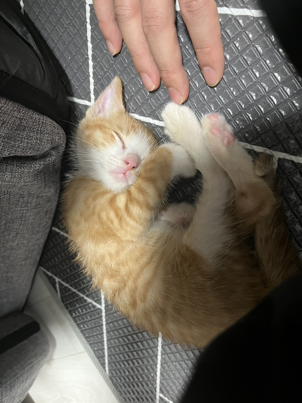 (입홍) 😻 난 진짜 태어나서 이렇게 예쁜 치즈냥이 본 적 없어 😻 | 인스티즈