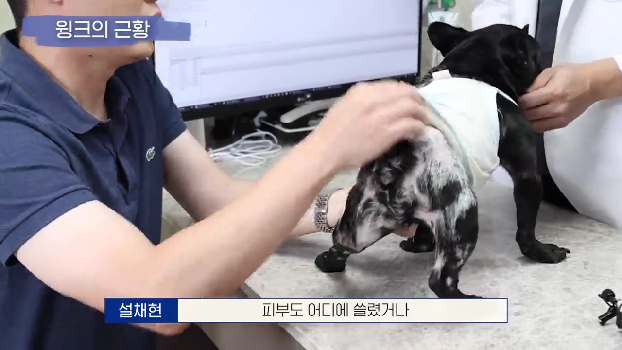 교통사고난 유기견 입양한 설채현 수의사 그리고 윙크 근황😉 | 인스티즈