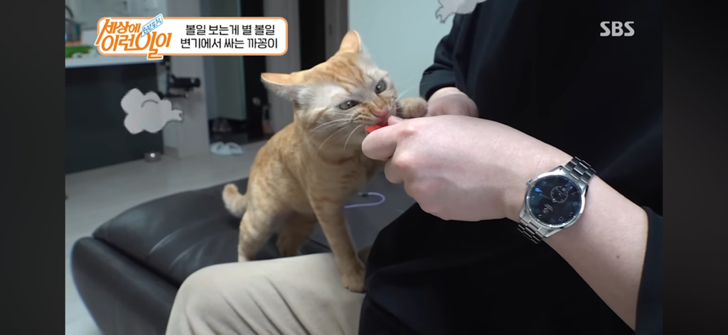 변기에서 볼 일 보는 고양이 | 인스티즈
