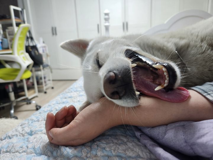 우리집 개 자는거 보실분? | 인스티즈