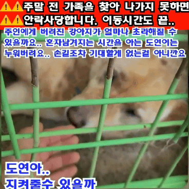 (유기견 임시보호/입양) 주인이 있었을 적 배웠던 '앉아' 도 기억하는 똑똑한 아이 도연이 | 인스티즈