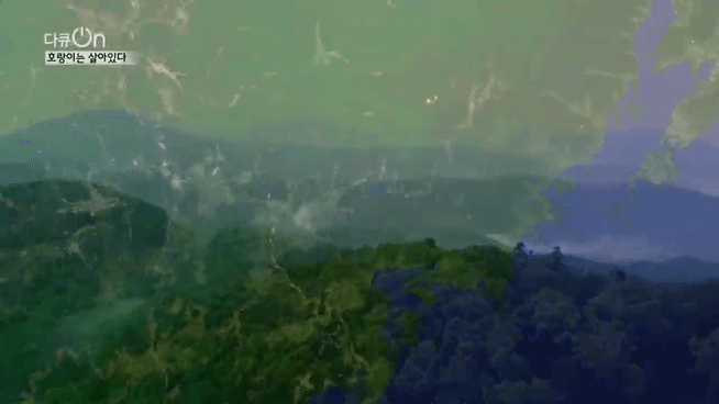 '절멸'의 '한국 호랑이'. 🐅 그 100년간의 이야기. -마지막- | 인스티즈