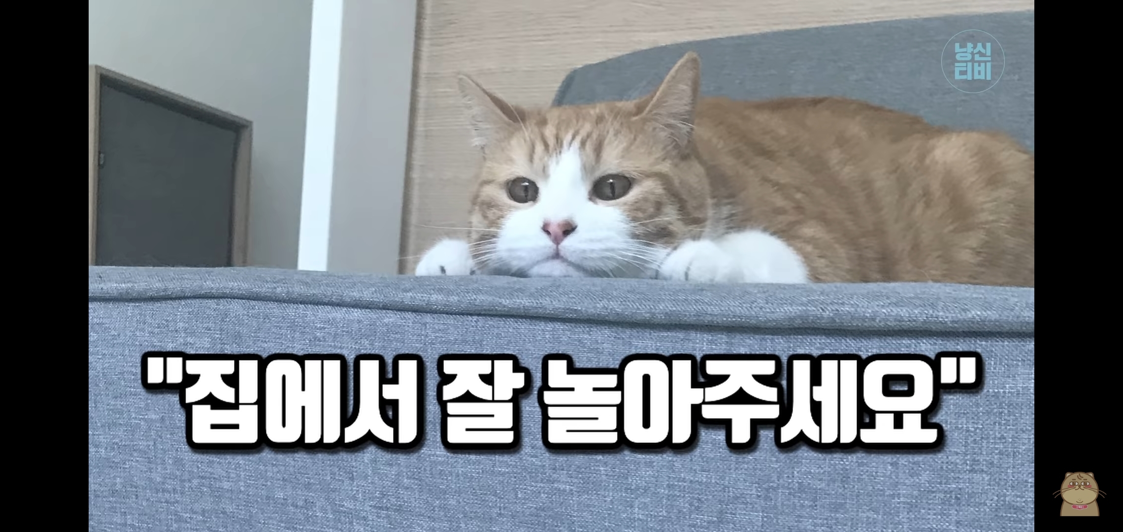 고양이 산책? 하지마!!!!! | 인스티즈