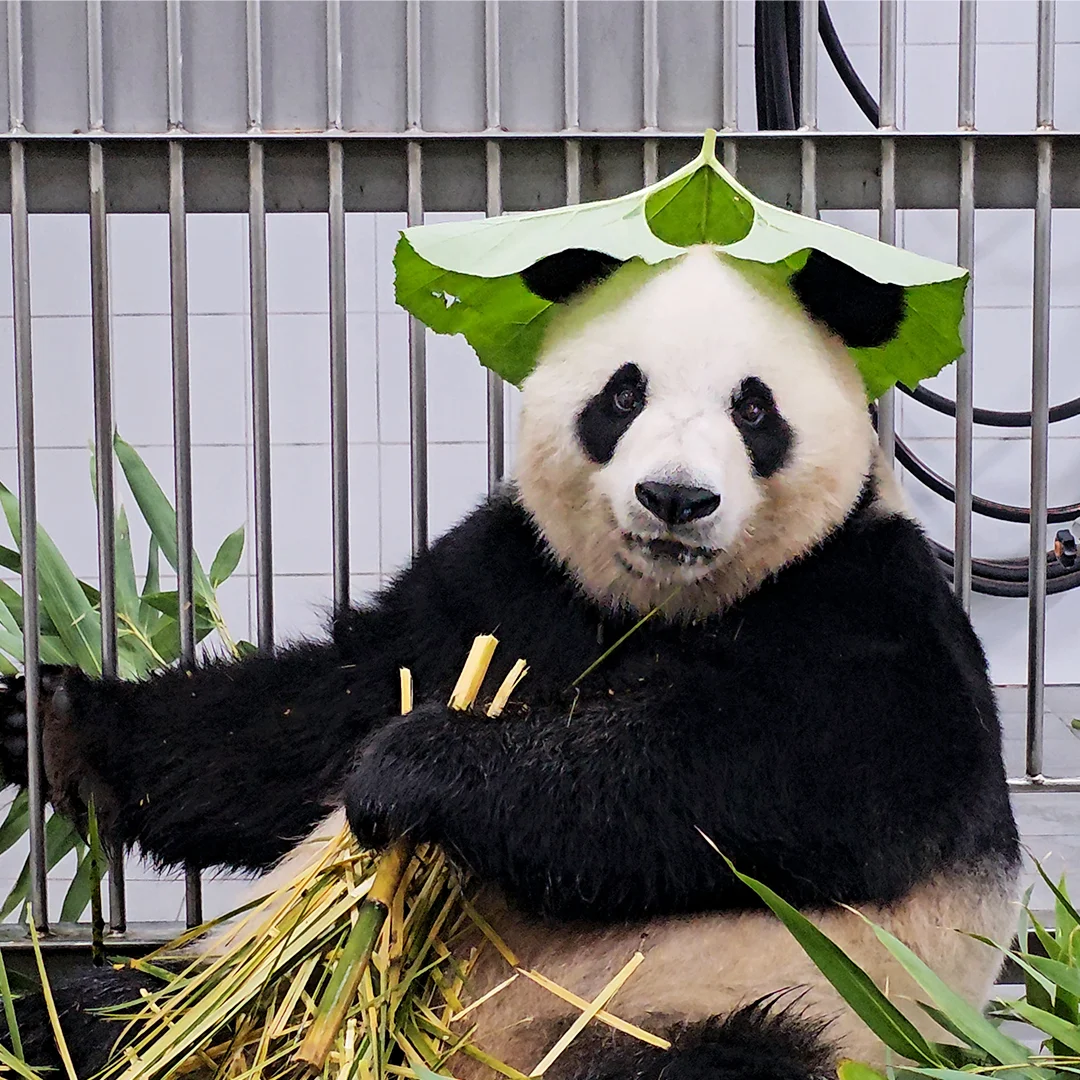 판다월드 반장선거에 나간 루이바오 🐼 | 인스티즈