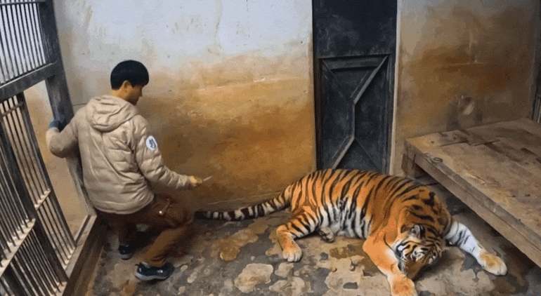 호랑이 내성 발톱 치료를 위해 목숨까지 거는 수의사 | 인스티즈