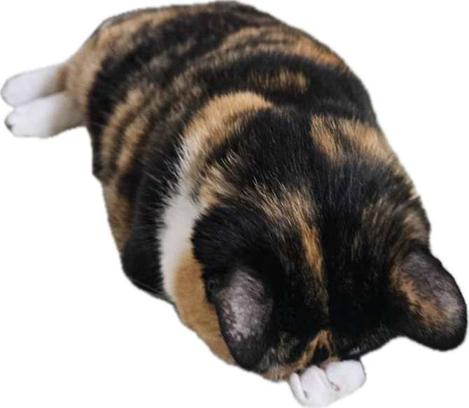 집사들이 은근히 좋아하는 고앵이 자세.jpg | 인스티즈