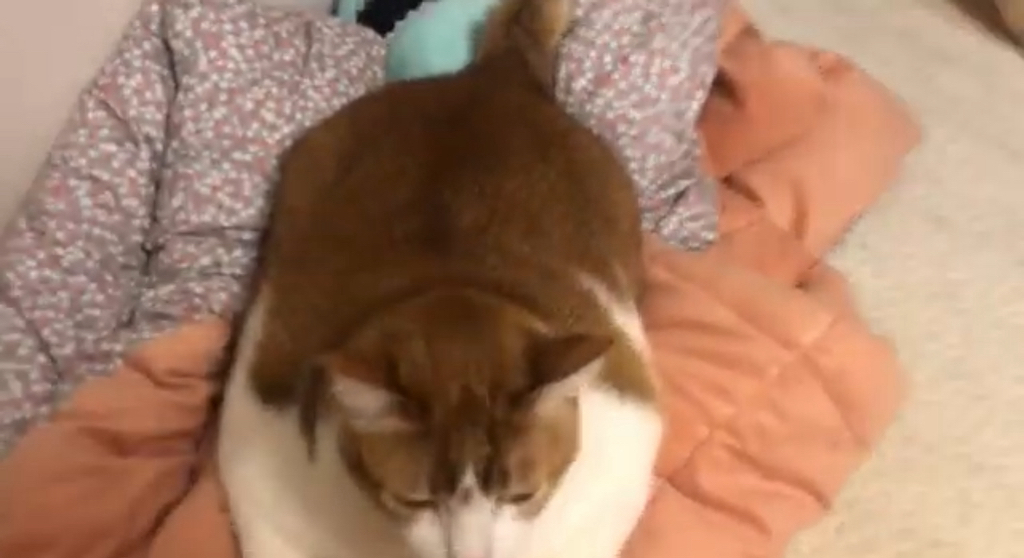 항공모함 고양이 | 인스티즈