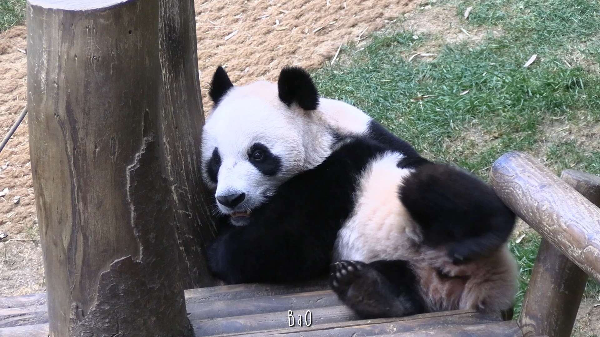 루이바오 128kg, 아이바오 25kg | 인스티즈