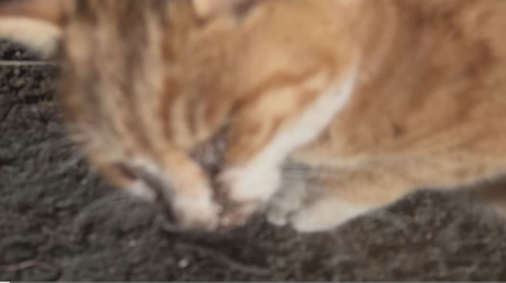 얼어 죽어가는 길냥이 구조한 캠퍼 | 인스티즈