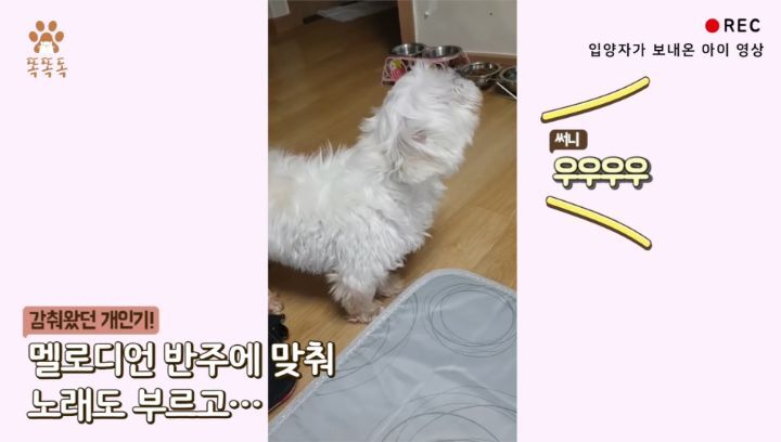 7살 아이 눈에 비친 유기견 보호소는? | 인스티즈